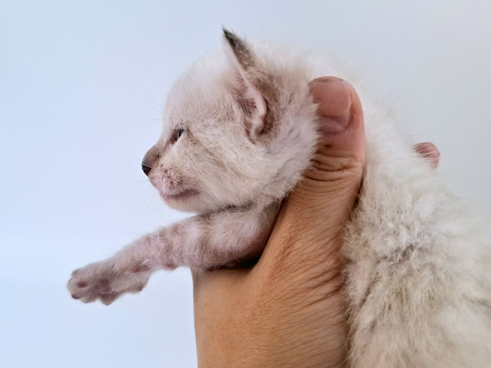 Kitten 6